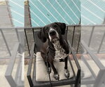 Small #1 Bluetick Coonhound Mix