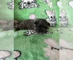 Puppy Puppy 4 French Bulldog