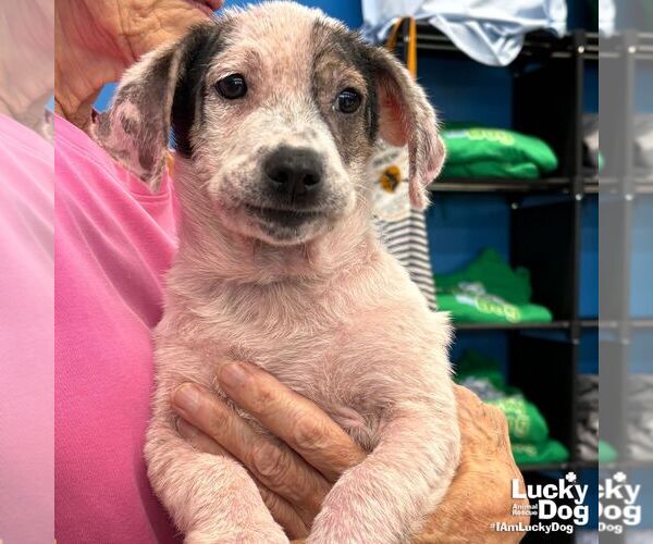 Medium Photo #3 Basset Hound-Unknown Mix Puppy For Sale in Washington, DC, USA