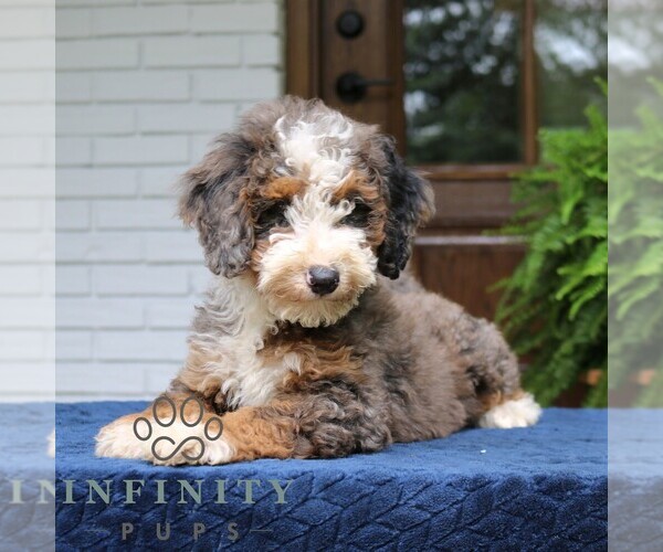 Medium Photo #3 Bernedoodle (Miniature) Puppy For Sale in NARVON, PA, USA