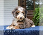 Small #2 Bernedoodle (Miniature)