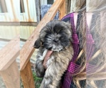 Small Lhasa Apso