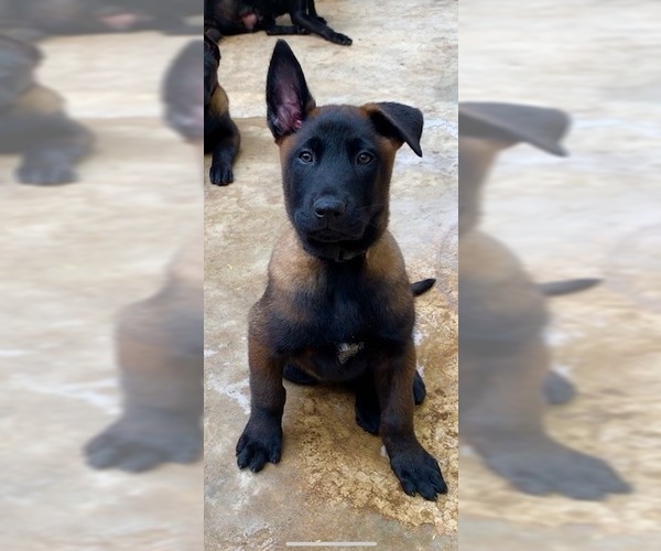 Medium Photo #1 Belgian Malinois Puppy For Sale in MISSION, TX, USA