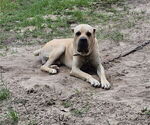 Small Photo #1 Cane Corso Puppy For Sale in COLUMBIA, SC, USA