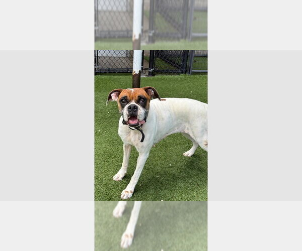Medium Photo #4 Boxer Puppy For Sale in Austin, TX, USA