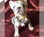 Small Photo #1 French Bulldog Puppy For Sale in BUCKS BAR, CA, USA