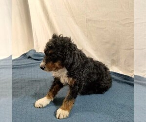 Bernedoodle Puppy for sale in FREDONIA, PA, USA