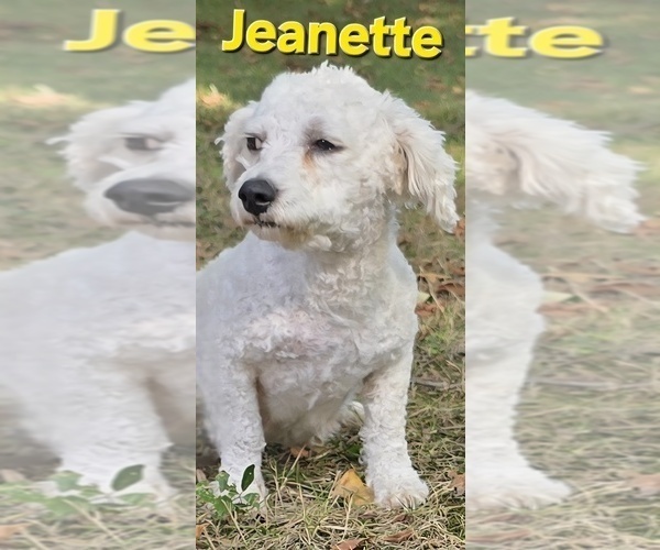 Medium Photo #1 Bichon Frise Puppy For Sale in FREMONT, MI, USA