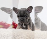 Small #11 French Bulldog