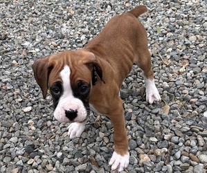 Medium Boxer