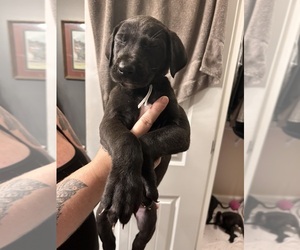 Daniff-Mastiff Mix Puppy for sale in PHENIX CITY, AL, USA