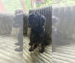Small #5 Aussiedoodle