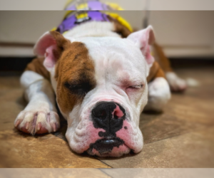 Medium Bulldog Mix
