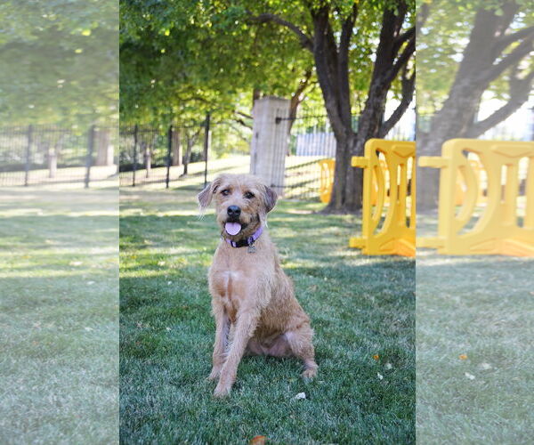 Medium Photo #5 Golden Retriever-Unknown Mix Puppy For Sale in Sandy, UT, USA
