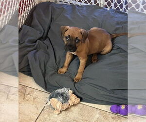 Boxer Dogs for adoption in Austin, TX, USA