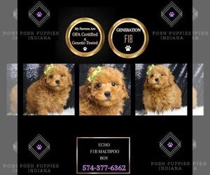 Maltipoo Puppy for sale in WARSAW, IN, USA