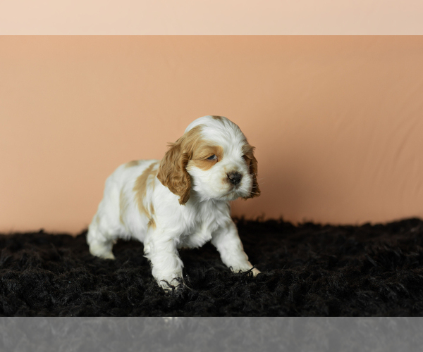 Medium Photo #16 Cocker Spaniel Puppy For Sale in NAPPANEE, IN, USA