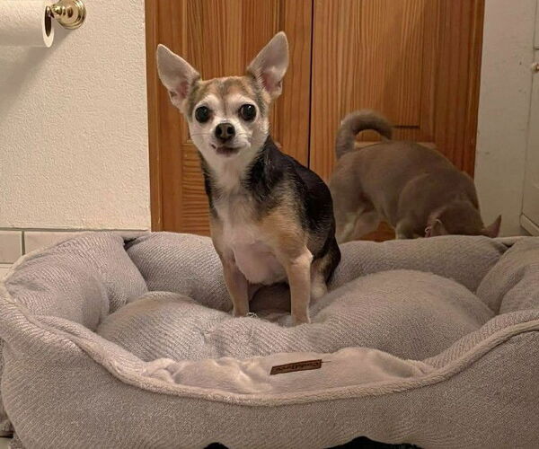 Medium Photo #7 Chihuahua-Unknown Mix Puppy For Sale in Boonton, NJ, USA