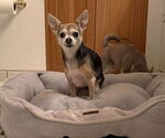 Small #6 Chihuahua Mix