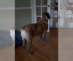 Small #2 Mastiff Mix