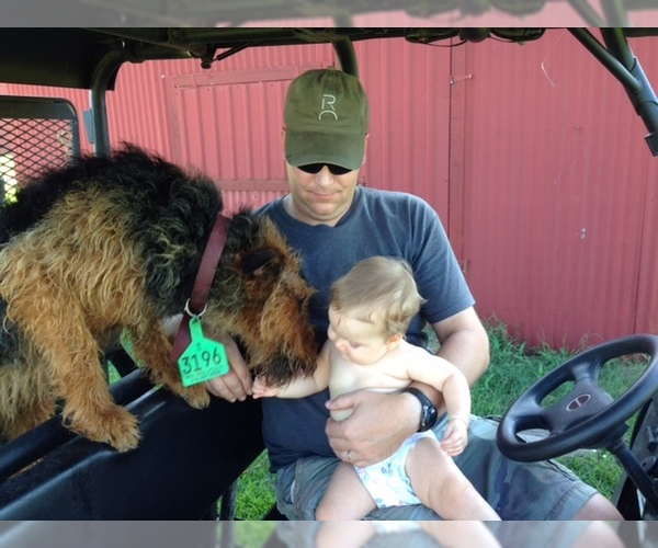 Medium Photo #5 Airedale Terrier Puppy For Sale in PAWHUSKA, OK, USA