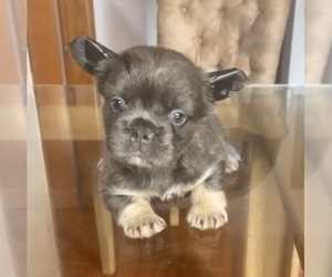 French Bulldog Puppy for sale in NEWPORT BEACH, CA, USA