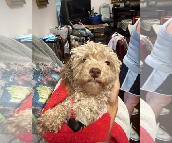 Medium Photo #10 Poodle (Miniature) Puppy For Sale in Holly Springs, NC, USA