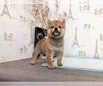 Small Photo #3 Shiba Inu Puppy For Sale in ROWLAND HEIGHTS, CA, USA