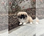 Small Photo #1 Pekingese Puppy For Sale in CANOGA, NY, USA
