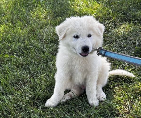 Medium Photo #2 Great Pyrenees Puppy For Sale in CANOGA, NY, USA