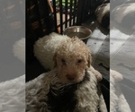 Puppy Grey  Orietta Lagotto Romagnolo