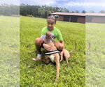 Small #8 American Pit Bull Terrier Mix