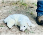 Small #3 Miniature Australian Shepherd