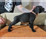 Small Photo #4 Cane Corso Puppy For Sale in WOODLAND, WA, USA