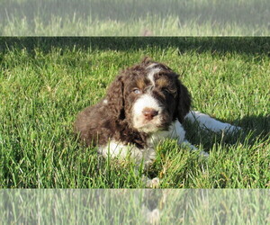 Bernedoodle Puppy for sale in BIG ROCK, IL, USA