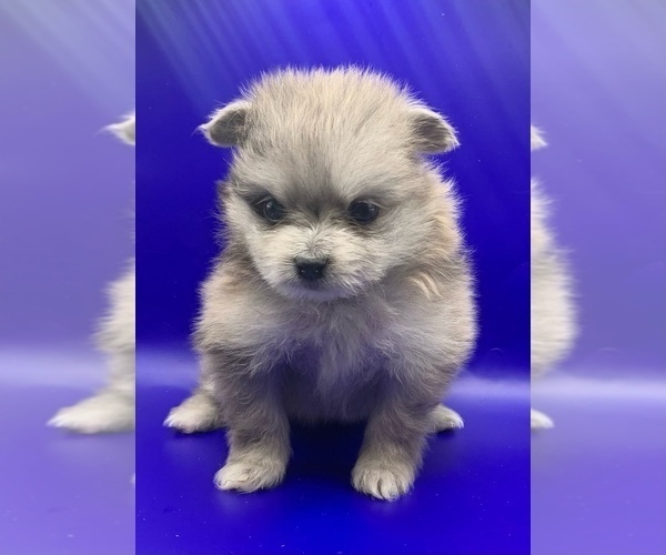 Medium Photo #10 Pomeranian Puppy For Sale in PORTLAND, ME, USA