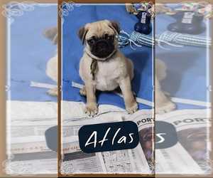 American Lo-Sze Pugg Puppy for sale in WEYAUWEGA, WI, USA