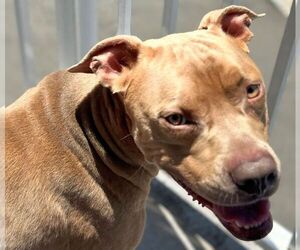 American Pit Bull Terrier Dogs for adoption in Rockaway, NJ, USA