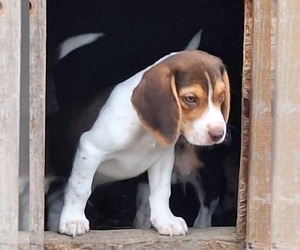 Beagle Puppy for sale in VESTAL, NY, USA