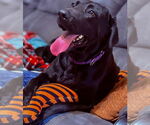 Small #5 Labrador Retriever