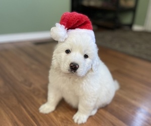 Great Pyrenees Puppy for sale in SCRANTON, KS, USA