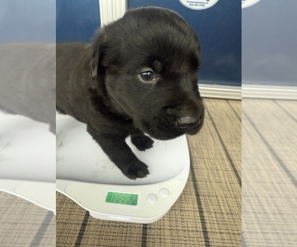 Medium Photo #7 Labrador Retriever Puppy For Sale in CLINTWOOD, VA, USA