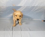 Small #6 Golden Retriever