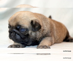 Small #8 Pug