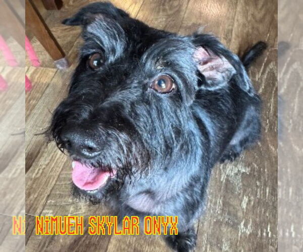 Medium Photo #2 Dachshund-Unknown Mix Puppy For Sale in San Antonio, TX, USA