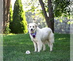 Small #3 Great Pyrenees Mix