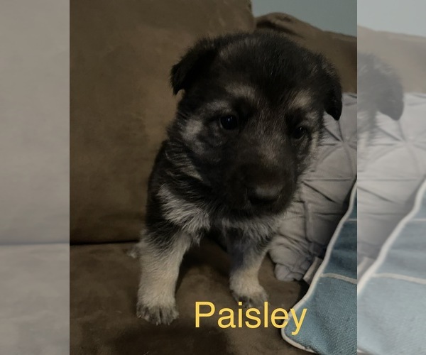 Medium Photo #9 German Shepherd Dog Puppy For Sale in GREER, SC, USA