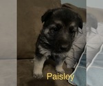 Small Photo #9 German Shepherd Dog Puppy For Sale in GREER, SC, USA
