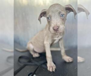 American Staffordshire Terrier-Unknown Mix Dogs for adoption in San Antonio, TX, USA