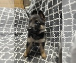 Small #9 German Shepherd Dog